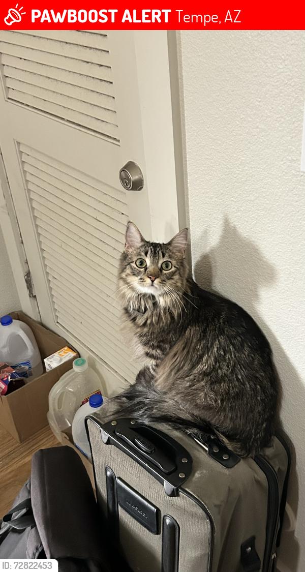 Lost Male Cat last seen W University Ave & S Lindon Ln, Tempe, AZ 85281