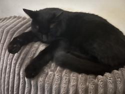 Lost Male Cat last seen Indiana and Belgrade , Philadelphia, PA 19134