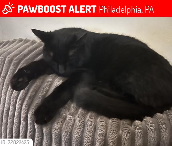 Lost Male Cat last seen Indiana and Belgrade , Philadelphia, PA 19134
