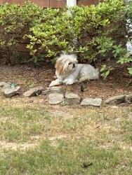 Found/Stray Unknown Dog last seen Raleigh-LaGrange and Nolan Lane, Shelby Farms area, Cordova, TN 38018