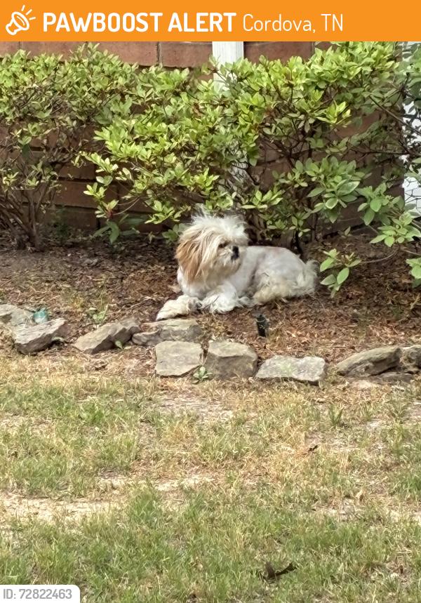 Found/Stray Unknown Dog last seen Raleigh-LaGrange and Nolan Lane, Shelby Farms area, Cordova, TN 38018