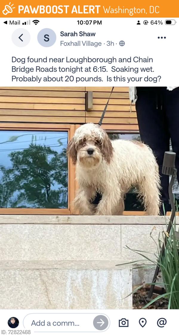 Found/Stray Unknown Dog last seen Chain bridge and Loughboro , Washington, DC 20016