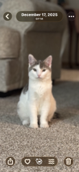 Lost Male Cat last seen near tamworth, North Branch, MN 55056