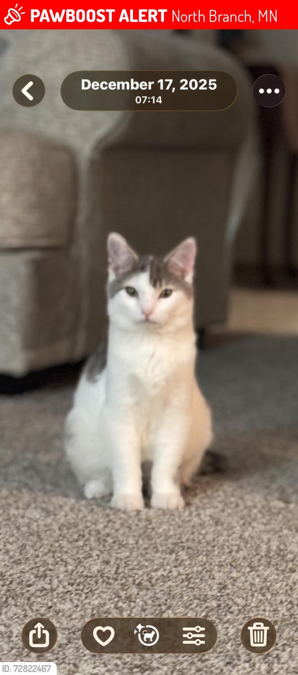 Lost Male Cat last seen near tamworth, North Branch, MN 55056