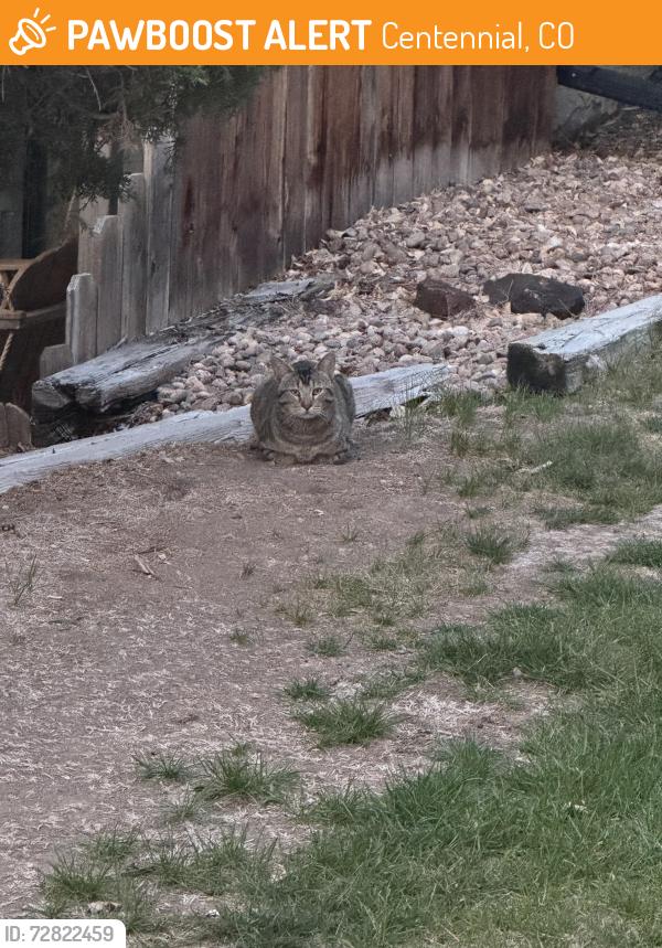 Found/Stray Unknown Cat last seen Highline C , Centennial, CO 80121