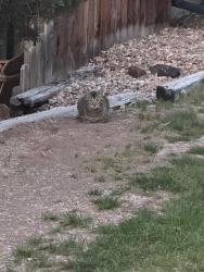 Found/Stray Unknown Cat last seen Highline C , Centennial, CO 80121