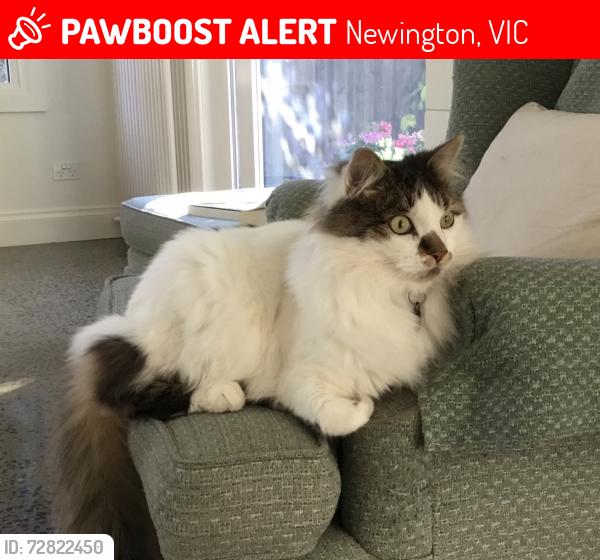 Lost Male Cat last seen Near cnr Alfred Street South and Sturt Street, Newington, VIC 3350