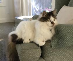 Lost Male Cat last seen Near cnr Alfred Street South and Sturt Street, Newington, VIC 3350