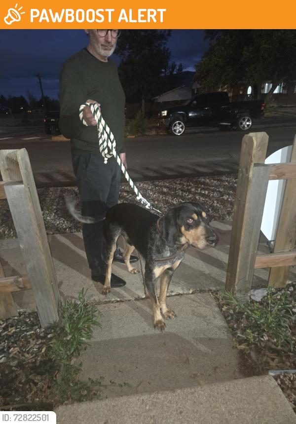Found/Stray Male Dog last seen Circle and S Hayman , Colorado Springs, CO 80910