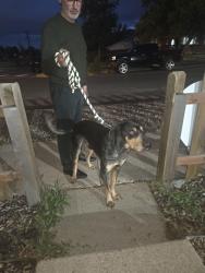 Found/Stray Male Dog last seen Circle and S Hayman , Colorado Springs, CO 80910