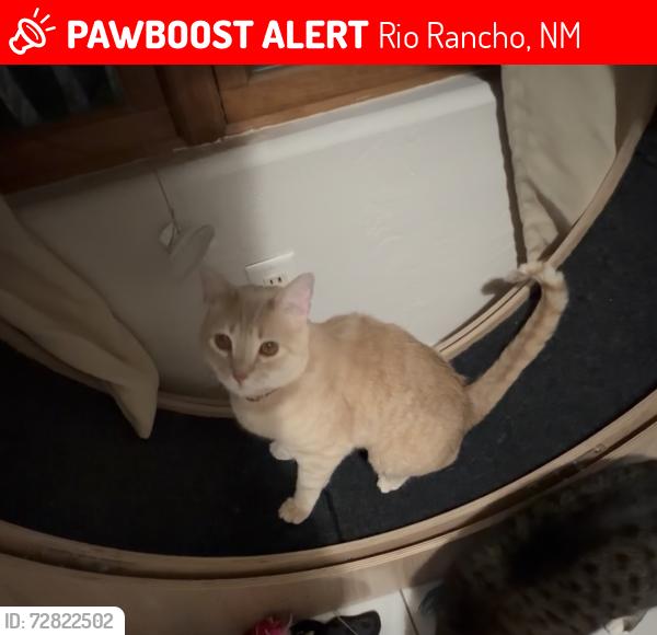 Lost Female Cat last seen Chessman and globe ct, Rio Rancho, NM 87124