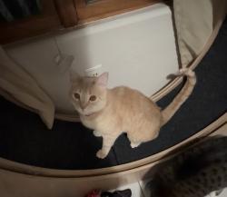 Lost Female Cat last seen Chessman and globe ct, Rio Rancho, NM 87124