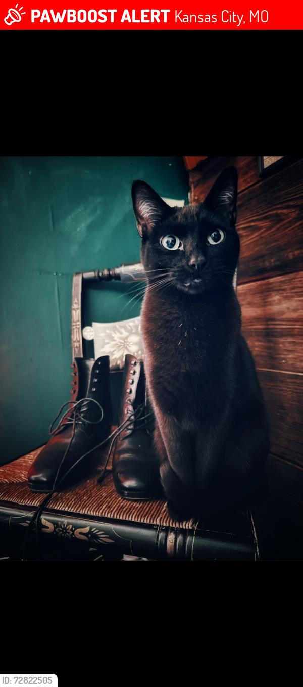 Lost Female Cat last seen Observation park, Kansas City, MO 64108