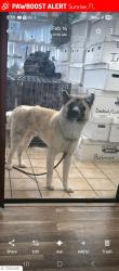 Found/Stray Male Dog last seen pine island / oakland, Sunrise, FL 33351