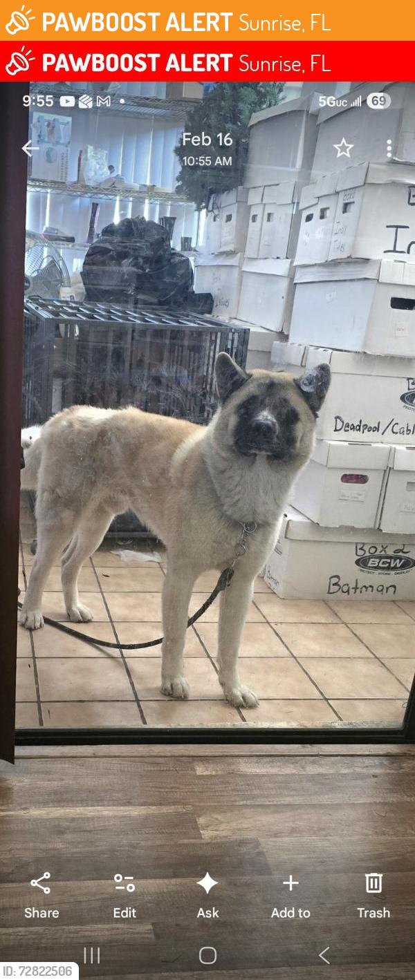 Found/Stray Male Dog last seen pine island / oakland, Sunrise, FL 33351