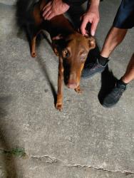 Found/Stray Female Dog last seen Red Bluff and preston, Pasadena, TX 77506