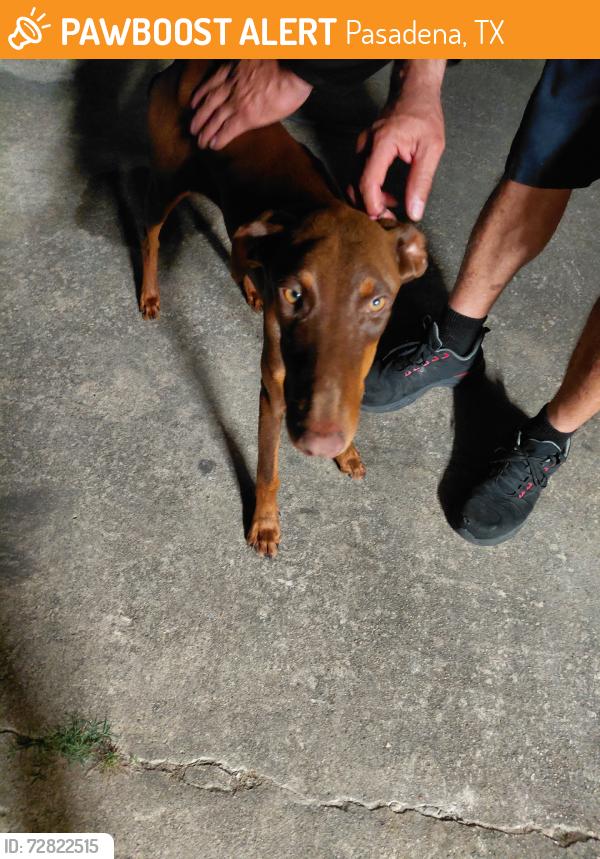 Found/Stray Female Dog last seen Red Bluff and preston, Pasadena, TX 77506