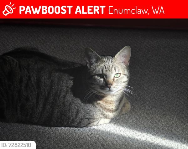 Lost Male Cat last seen Enumclaw high school , Enumclaw, WA 98022