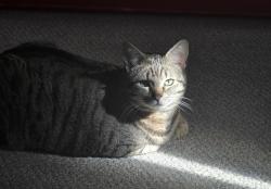 Lost Male Cat last seen Enumclaw high school , Enumclaw, WA 98022