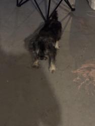 Found/Stray Male Dog last seen Blvd , Buena Ventura Lakes, FL 34743