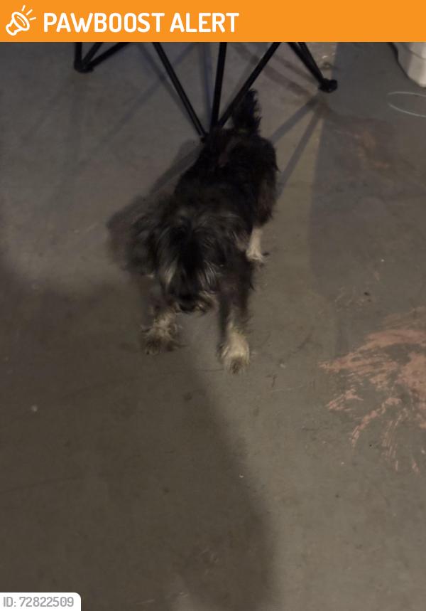 Found/Stray Male Dog last seen Blvd , Buena Ventura Lakes, FL 34743