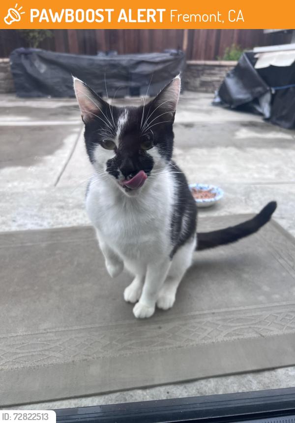 Found/Stray Female Cat last seen Adriano St, Fremont, CA 94536