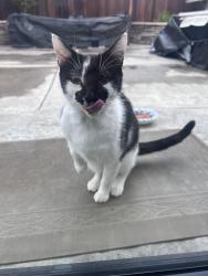 Found/Stray Female Cat last seen Adriano St, Fremont, CA 94536