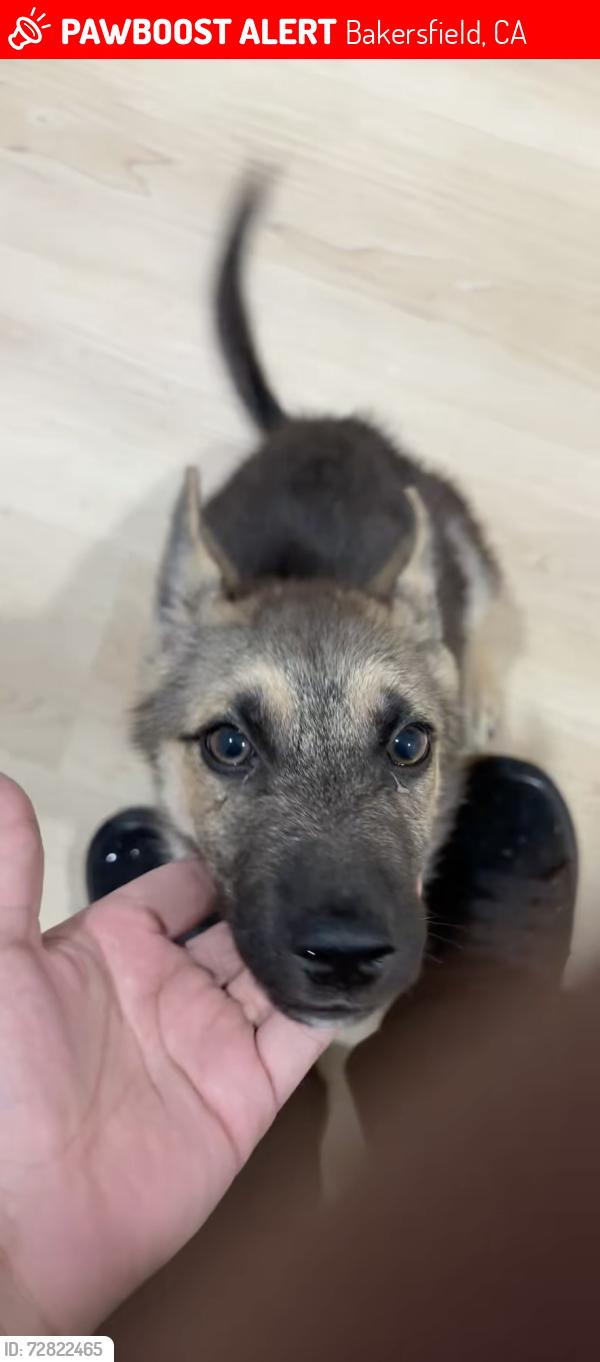 Lost Male Dog last seen Delburn st. and Cambria Ave, Bakersfield, CA 93304