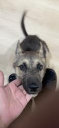 Lost Male Dog last seen Delburn st. and Cambria Ave, Bakersfield, CA 93304