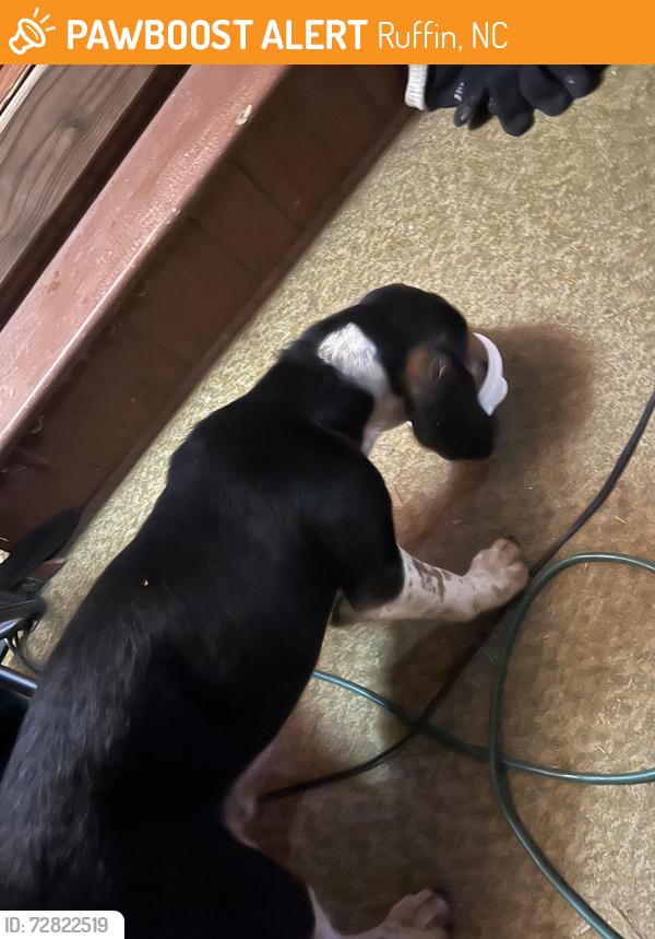 Found/Stray Male Dog last seen Close to Smiths Store , Ruffin, NC 27326