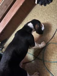 Found/Stray Male Dog last seen Close to Smiths Store , Ruffin, NC 27326
