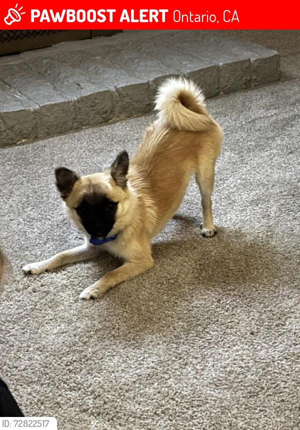 Lost Male Dog last seen Cypress ave , Ontario, CA 91762