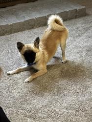 Lost Male Dog last seen Cypress ave , Ontario, CA 91762