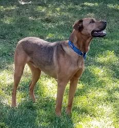 Lost Male Dog last seen 2nd & Ridge Rd, Wichita, KS 67212