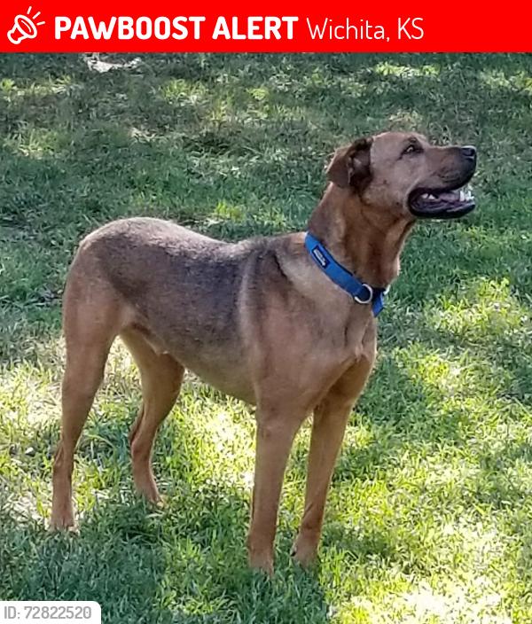 Lost Male Dog last seen 2nd & Ridge Rd, Wichita, KS 67212