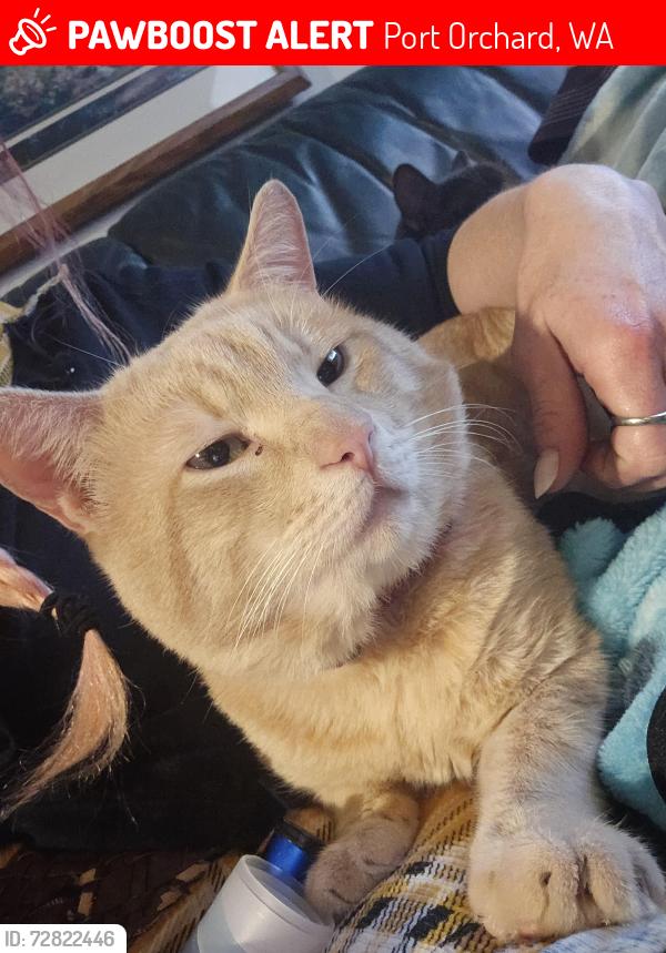 Lost Male Cat last seen Cook rd sw, Port Orchard, WA 98367