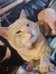 Lost Male Cat last seen Cook rd sw, Port Orchard, WA 98367