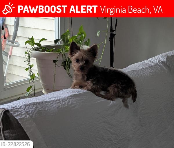 Lost Male Dog last seen Bonney Road , Virginia Beach, VA 23452