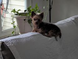 Lost Male Dog last seen Bonney Road , Virginia Beach, VA 23452