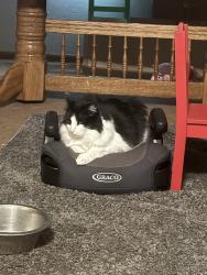 Lost Male Cat last seen South 13th and Southern , Brighton, CO 80601