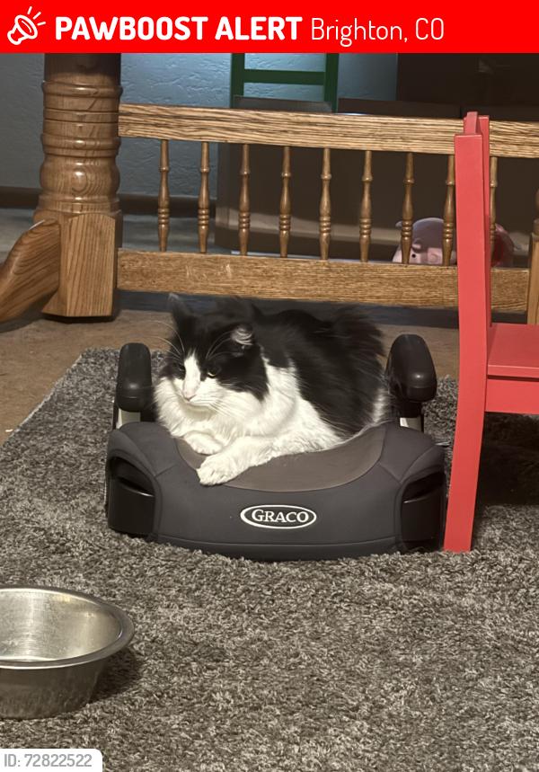Lost Male Cat last seen South 13th and Southern , Brighton, CO 80601