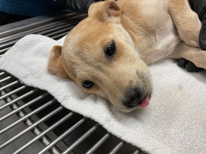 Shelter Stray Male Dog last seen El Paso, TX 79903, Fort Bliss, TX 79906