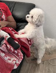 Lost Male Dog last seen Near NW 2nd ave, Deerfield Beach, FL 33441