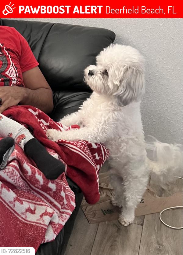 Lost Male Dog last seen Near NW 2nd ave, Deerfield Beach, FL 33441