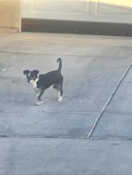Found/Stray Unknown Dog last seen Heading north on Reno Loop and towards hook, Victorville, CA 92394