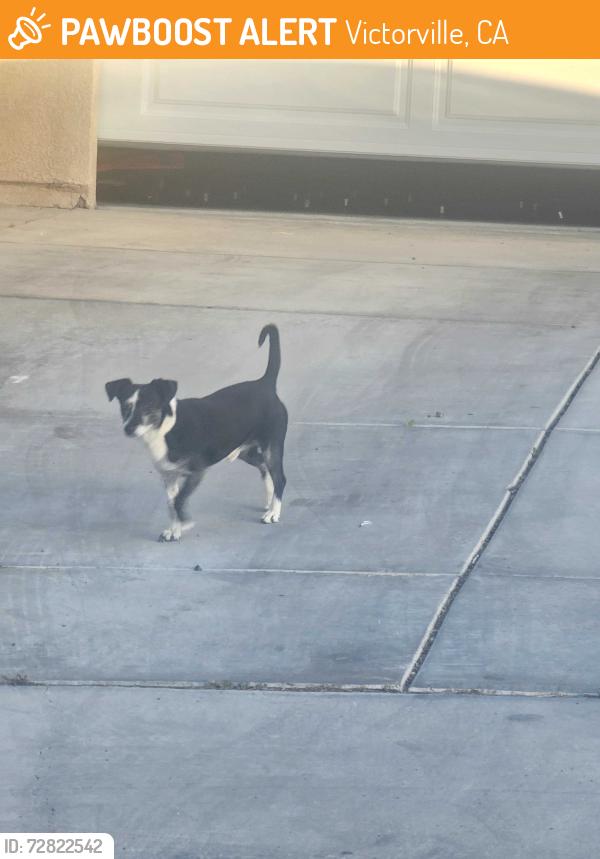 Found/Stray Unknown Dog last seen Heading north on Reno Loop and towards hook, Victorville, CA 92394