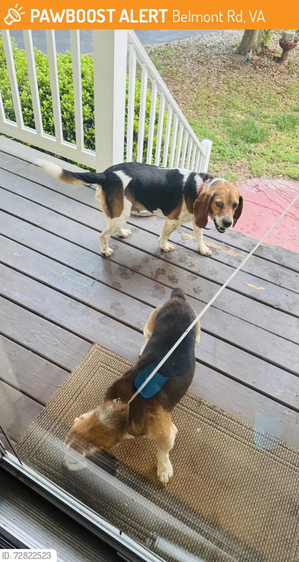 Found/Stray Unknown Dog last seen Belmont and Whitepine, Belmont Rd, VA 23235