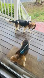 Found/Stray Unknown Dog last seen Belmont and Whitepine, Belmont Rd, VA 23235