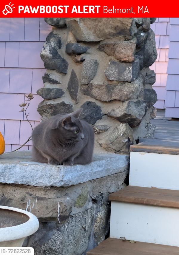 Lost Female Cat last seen Gray cat. Has chip, Belmont, MA 02478