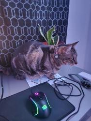 Lost Male Cat last seen Near Wagner-Holt Elementary , Stockton, CA 95209